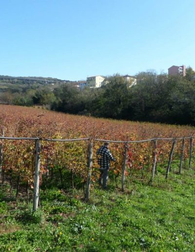 Vigneti Debelis Trieste